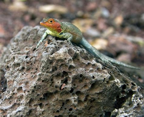 Lava Lizard Photograph by Steve Allen/science Photo Library