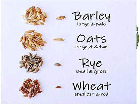 Agronomic Crops Classification - Agriculture | PPT | Free Download