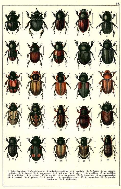 beetles | Scarabaidae | Pinterest