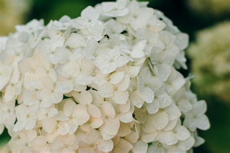 White Hydrangea Flowers Delivery / Blue Hydrangeas For Sale Express ...