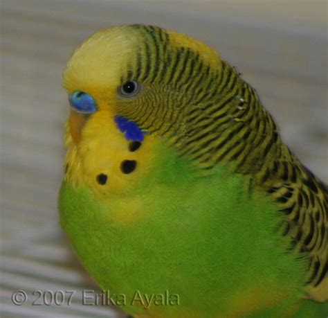 Flik the Angry Budgie by Sombraluz-Images on DeviantArt