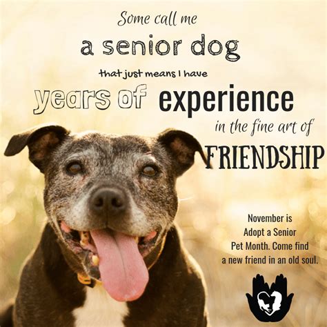 November is Adopt a Senior Pet Month! - Colorado Animal Rescue