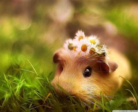 🔥 [44+] Cute Pig Wallpapers | WallpaperSafari