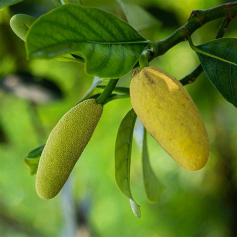 Yellow Oval Fruit in Close Up Photography · Free Stock Photo