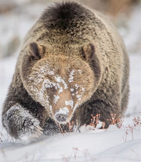 THE NEIGHBORS ARE ANIMALS: MEET THE GRIZZLY BEAR.