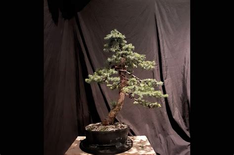 Blue Spruce Picea Pungens training to bonsai (2020) Spruce Tree, Blue ...