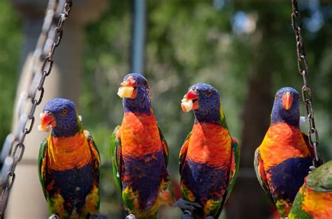 The Ultimate List of Australian, African Parrot Breeds & Pets