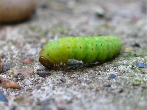 Caterpillar Identification: A Visual Guide To 32 Types Of, 55% OFF