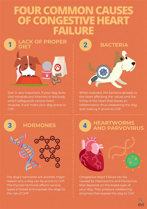 Understanding The Risk Of Congestive Heart Failures In Dogs | Bark For More