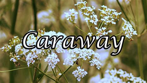 Caraway Health Benefits: 7 Amazing Things To Know