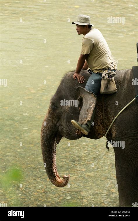 Sumatra Sumatran elephant Indonesia endangered Stock Photo - Alamy