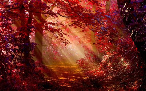 Sunlight In Autumn Forest Wallpaper,HD Nature Wallpapers,4k Wallpapers ...