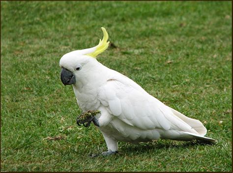 Seputar Hobi Dunia Satwa : Jenis Burung Kakatua Asli yang Hidup di ...