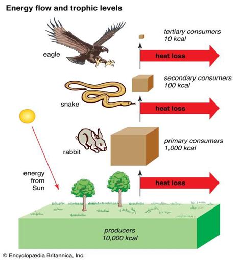 Energy flow and trophic levels in the linear food-chain. | Download ...