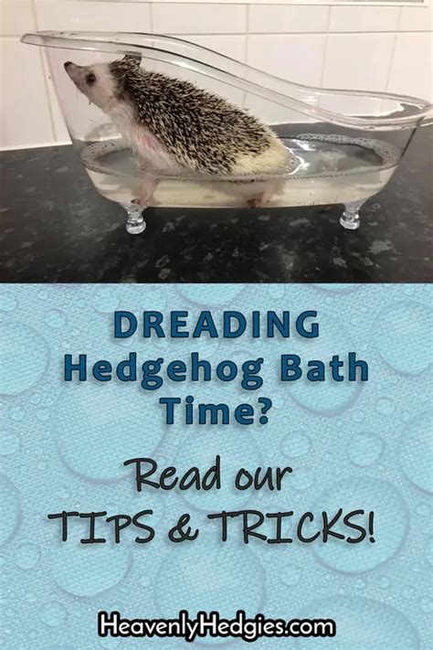 Hedgehog Bath Time Tips & Tricks - Heavenly Hedgies