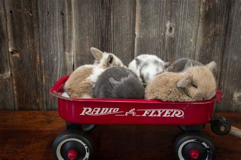 Wagon of baby bunnies! Holland lop babies from Hook's Hollands - Ohio ...