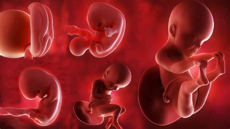 Fetal development month by month - YouTube