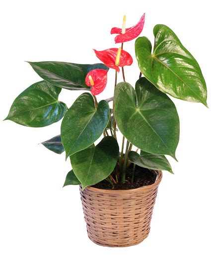 Anthurium House Plant in Westfield, IN - Hittle Floral Design