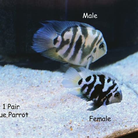 Polar Blue Parrot Cichlid: Size, Tank Mates, & Care