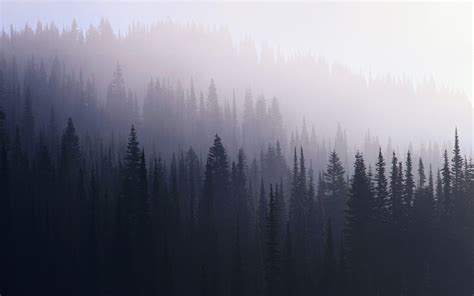 Dark Misty Forest Wallpapers - Top Free Dark Misty Forest Backgrounds ...