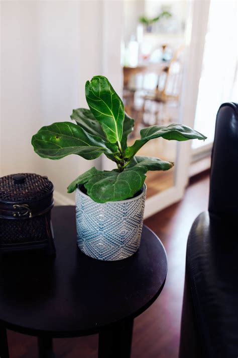 The 7 Best Indoor Plants For Beginners