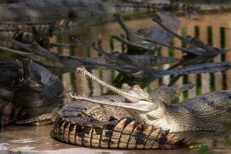 "Adult Gharials Inside A Breeding Farm In Chitwan National Park." by ...