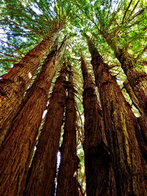 Biggest Trees to See in the US | Drive The Nation