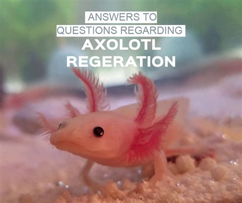 Axolotl Regeneration: How Does This Fascinating Phenomenon Work ...