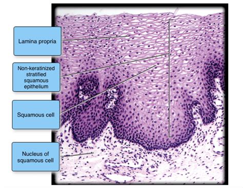 Difference Between Keratinized And Nonkeratinized Stratified Squamous ...