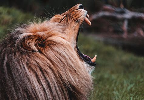 Roaring Lion Free Stock Photo | picjumbo