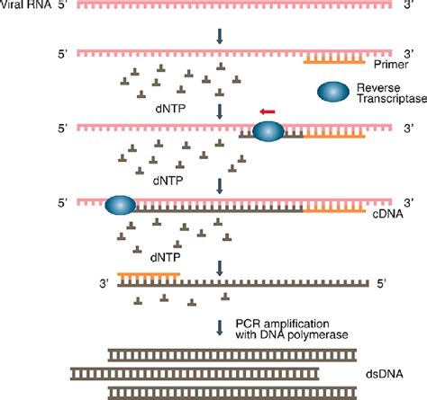 Reverse transcription-polymerase chain reaction (RT-PCR). The RT-PCR ...