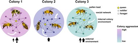 Biodiversity Of The Bee Population Critical For Ecosystems, 40% OFF