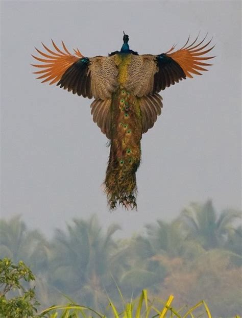 TYWKIWDBI ("Tai-Wiki-Widbee"): Peacock in flight