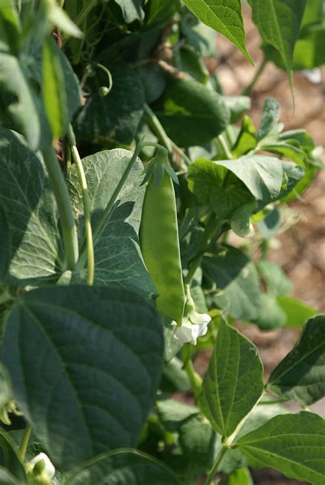 Learn about Nature | Snow Peas - Learn about Nature