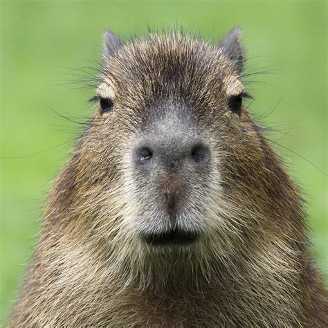 Capybara Profile | Frontier Forums