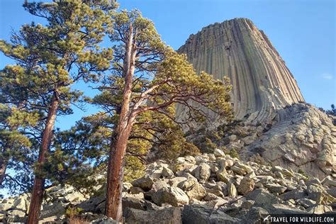 Devils Tower Animals: Close Encounters of the Wild Kind | Travel For ...