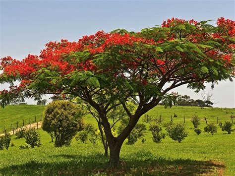 Royal Poinciana Bonsai Graphics - Bonsai Gallery | Royal poinciana ...