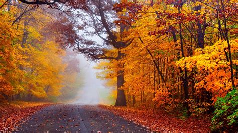 autumn, Road, Nature, Fall, Trees, Woods, Forest, Mist, Autumn ...