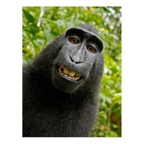 Funny Crested Monkey Smiling Silly Selfie Postcard | Zazzle | Monkeys ...