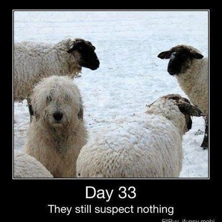 15 Sheep Memes – FunnyFoto