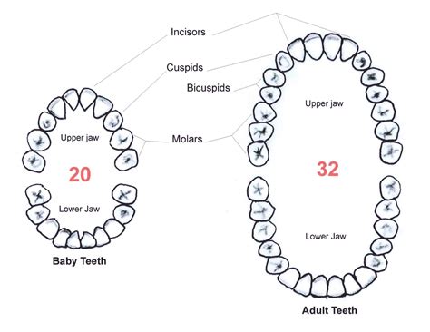 Dental Diagram With Tooth Numbers