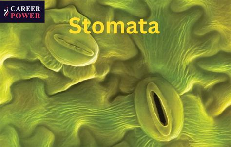 Stomata Diagram, Definition Functions, Structure and its Types