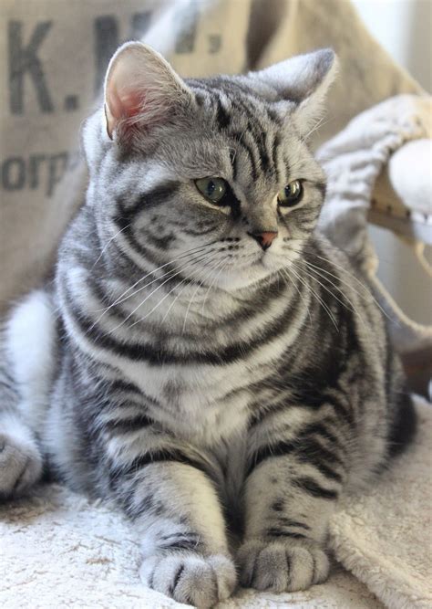 Lovely Silver Tabby http://www.mainecoonguide.com/ | American shorthair ...