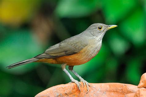 Rufous-bellied Thrush photo - ed agter photos at pbase.com