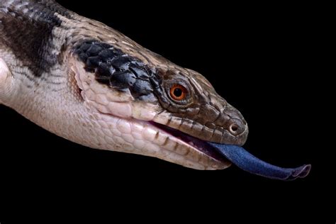 Blue Tongue Skink Care: The Complete Guide - Reptile Advisor