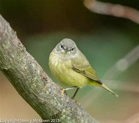 Photographing an Orange Crowned Warbler and Trusting Your Camera’s ...