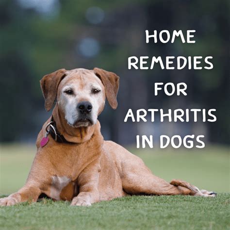 Arthritis in Dogs: Natural Home Remedies for Joint Pain - PetHelpful