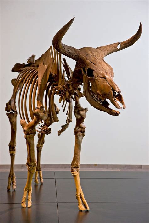 Aurochs | Wild, Wild Ox, Bovine | Britannica