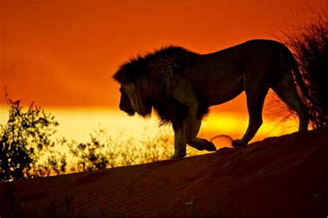 Pin by mandy eliopoulos on Planet Earth. | Africa sunset, Lion ...