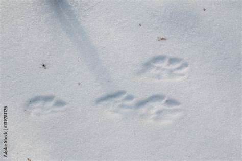 Snowshoe Hare Tracks